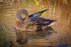 USA, Colorado, Fort Collins. Female American mallard duck in water. Art Print